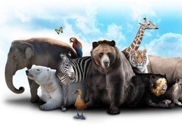 ���� �����