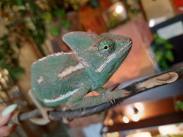 ����-������� �������� House�