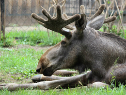 ������������ �������