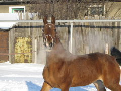 ���, ���