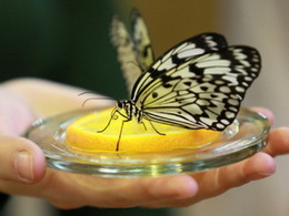 ���� �������