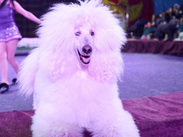 ������� ��������