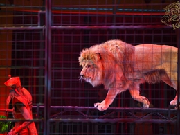 ���� �������� �. ������� (� �������)