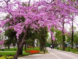 ��������� ��� (���� ��.��������)