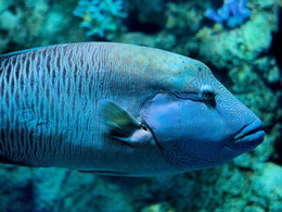 ���������� ���