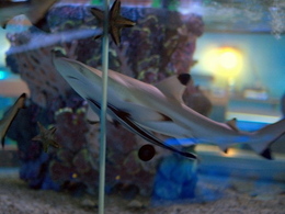 ������� ��������-����������