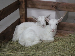 ��� ��������� ���