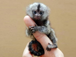 ���������� �������