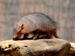 ���������� �������