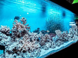 ���� Signature