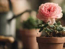 ������� ������: �� ���� �� ��������� ����������