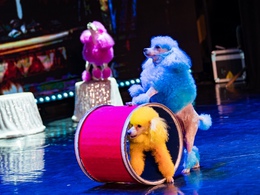 ��� ������