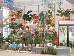 �����, �����