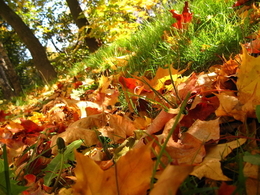 ���� ��. ���������