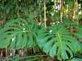 Botanical expo