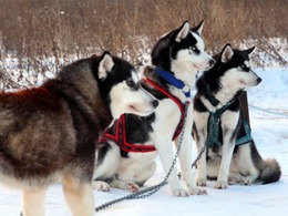 ��������� �����