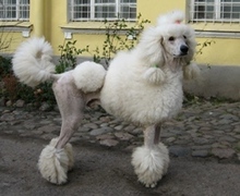 ����� �����