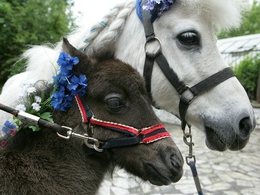 ����� ��.���� ��������