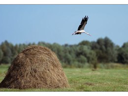 ���� "����� �����"