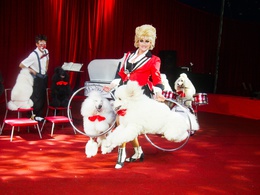 ����-������ �������� ���