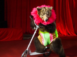 ����-������ �������� ���