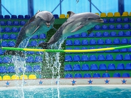 ���������, �����������