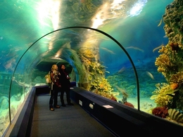 ���������� Sochi Discovery World Aquarium
