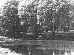 ������� ����