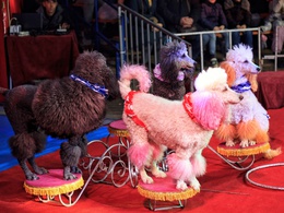 ���� ���������