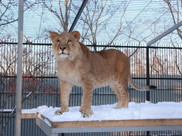 ������� ��������