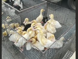 ������ �����